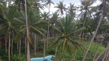 Palm trees by the ocean in Indonesia, Bali video