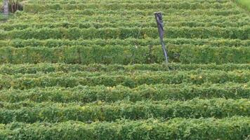 een dar vliegend over- rijst- plantages in Bali video