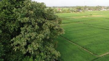 Cottage village near rice fields on the ocean video