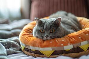 A gray cat lies in a burger-shaped bed. Bright room, diffused daylight photo
