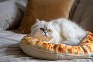 persa blanco gato mentiras en un suave en forma de pizza cama en un brillante habitación debajo luz de sol foto