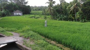 A drone flying over rice plantations in Bali video