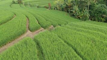 un zumbido volador terminado arroz plantaciones en bali video