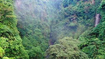 Alto cascata dentro Oriental tropical floresta. zangão aéreo. video