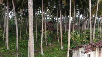 bungalow dans une paume bosquet par le mer dans bali video