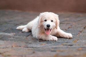 1 handsome young kuvasz livestock guardian dog photo