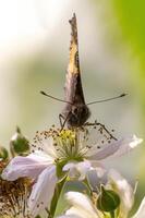 mariposa se sienta en un flor y mordiscos cuello foto