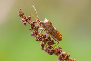 brown bug sits on a brown blossom photo