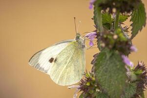 butterfly sits on a flower and nibbles necktar photo