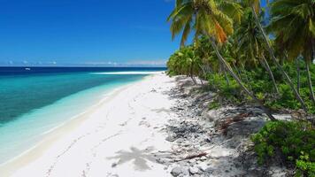 maldiverna ö med tropisk strand med handflatan träd och blå hav. antenn se video