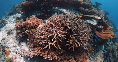 tropisch rif met koralen en school- van vissen onderwater- in blauw oceaan video