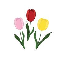 illustration of a set of three tulips on a white background. vector