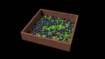 3D blueberry animation. Blueberry with leaves animation. Fruit and healthy food concept. Transparent background with alpha channel video