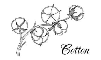 Cotton branch hand drawn in vintage engraving style. Black and white illustration vector