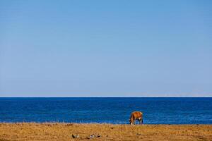 Cow grazes by water, under blue sky, near oceanic or lakeside coastal landforms photo