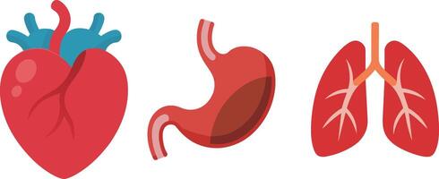 Internal organs and parts of the human body, heart, stomach, lung vector