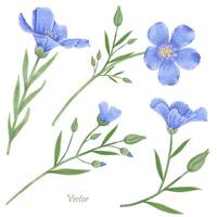 Beautiful Watercolor Flax Flowers - Spring Botanical Design vector