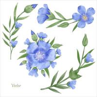 Beautiful Watercolor Flax Flowers - Spring Botanical Design vector