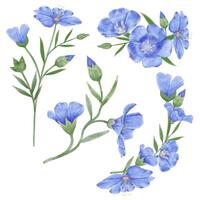 Beautiful Watercolor Flax Flowers - Spring Botanical Design vector