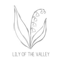 Sketch illustration of lily of the valley flower in doodle style. Botanical herbs. A rustic plant. vector