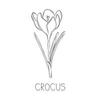 Sketch crocus or saffron spring flower simple illustration in doodle style vector