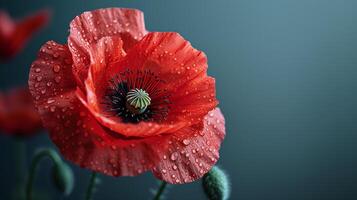 amapola flor con gotas aislado en azul antecedentes con Copiar espacio, monumento día tema foto