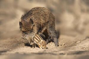 wild boar family in a deciduous forest in spring photo