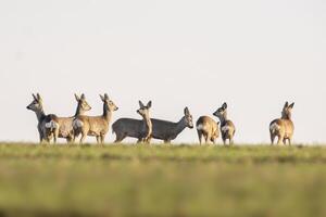 group of roe deer in a field in autumn photo