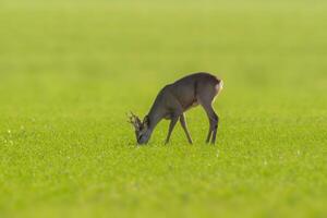 one young roebuck stands on a green field in spring photo