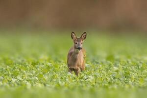 one beautiful doe doe standing on a green field in spring photo