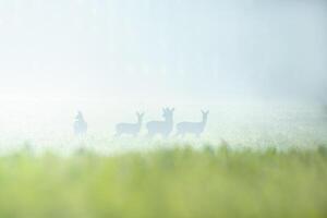 grupo de hueva ciervo en un campo en otoño foto