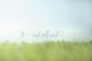 group of roe deer in a field in autumn photo