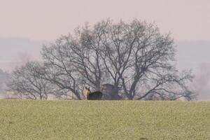 uno adulto hueva ciervo gama soportes en un congelado campo en invierno foto