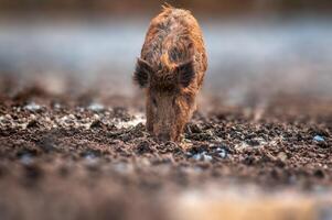 a wild boar in a deciduous forest in autumn photo