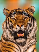 uno hermoso Tigre muestra su dientes y bostezos foto