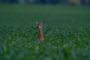 one young roebuck stand in a cornfield in spring photo