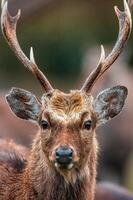 one portrait of a pretty red deer buck photo