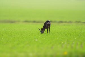one young roebuck stands on a green field in spring photo