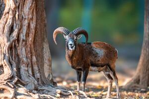 a Aries stands in a forest in autumn photo