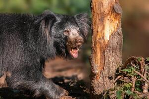 1 big sloth bear in a forest shows his teeth photo