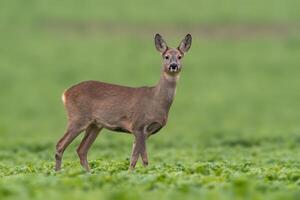 one beautiful doe doe standing on a green field in spring photo