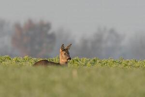 one Adult roe deer doe sits on a frozen field in winter photo