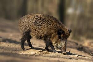 a wild boar in a deciduous forest in autumn photo