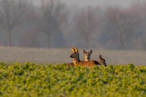 un grupo de ciervo en un campo en primavera foto