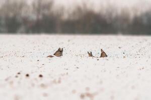 one group of deer in a field in winter photo