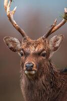 one portrait of a pretty red deer buck photo