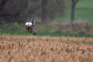 one beautiful deer doe jumps on a harvested field in autumn photo