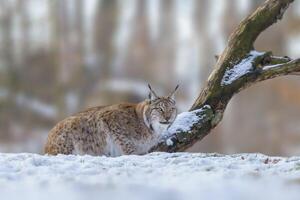 1 hermoso lince en Nevado invierno bosque foto