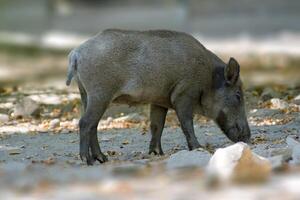 a wild boar in a deciduous forest in autumn photo