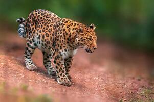 one beautiful leopard runs through the forest photo